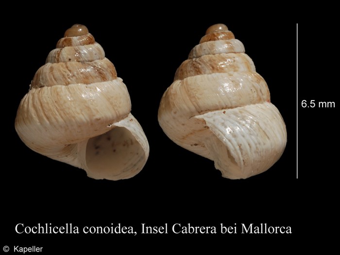 Cochlicella conoidea