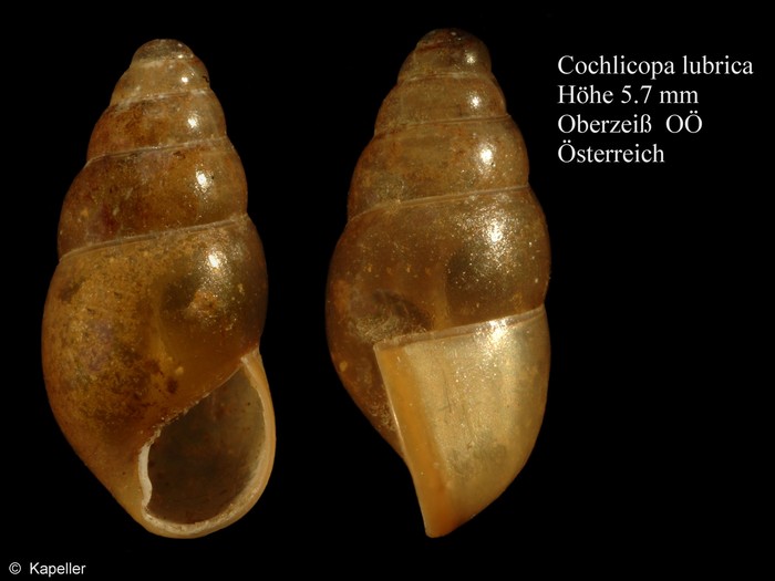 Cochlicopa lubrica