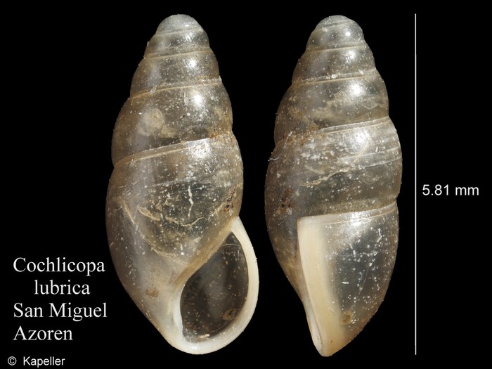 Cochlicopa lubrica