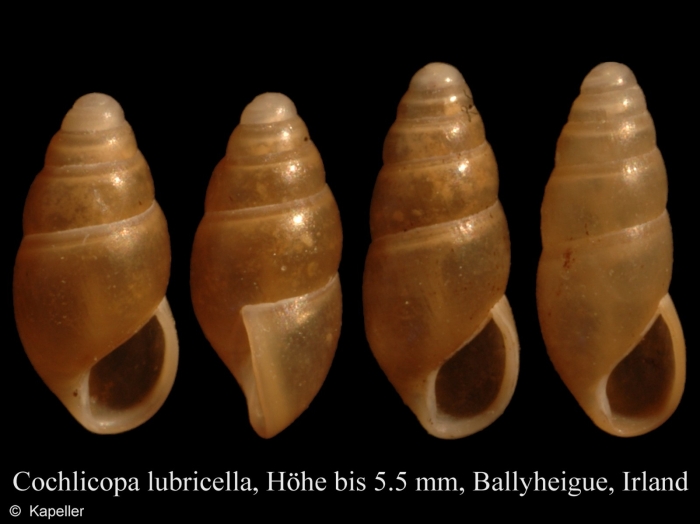 Cochlicopa lubricella