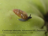 Cochlicopa lubricella