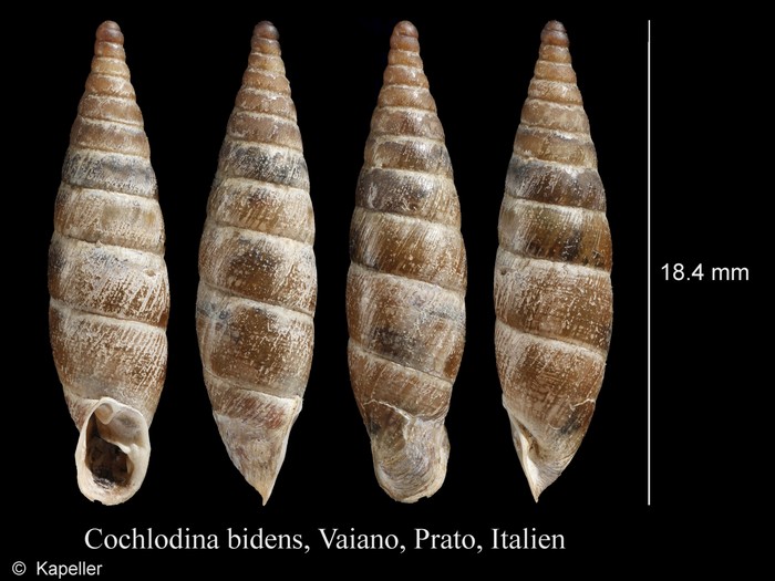 Cochlodina bidens Cochlodina bidens