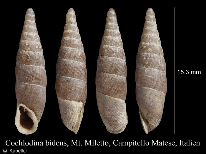 Cochlodina bidens Cochlodina bidens