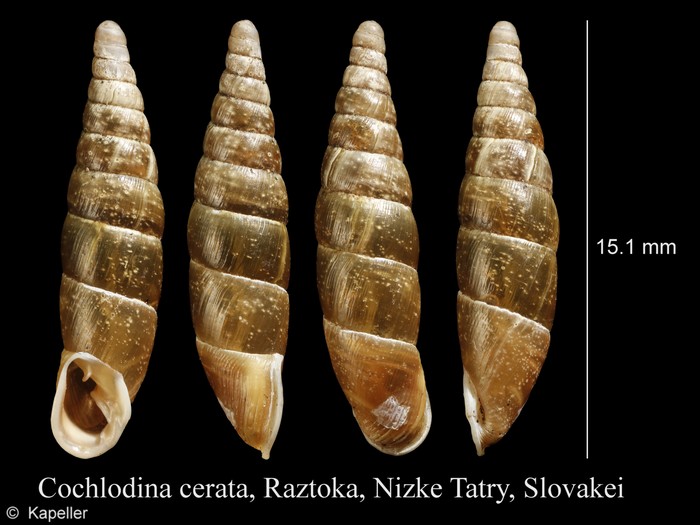 Cochlodina cerata Cochlodina cerata