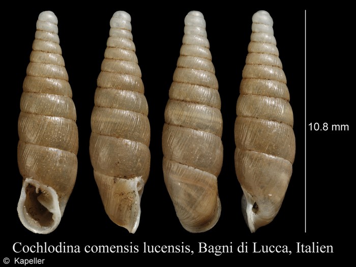 Cochlodina comensis