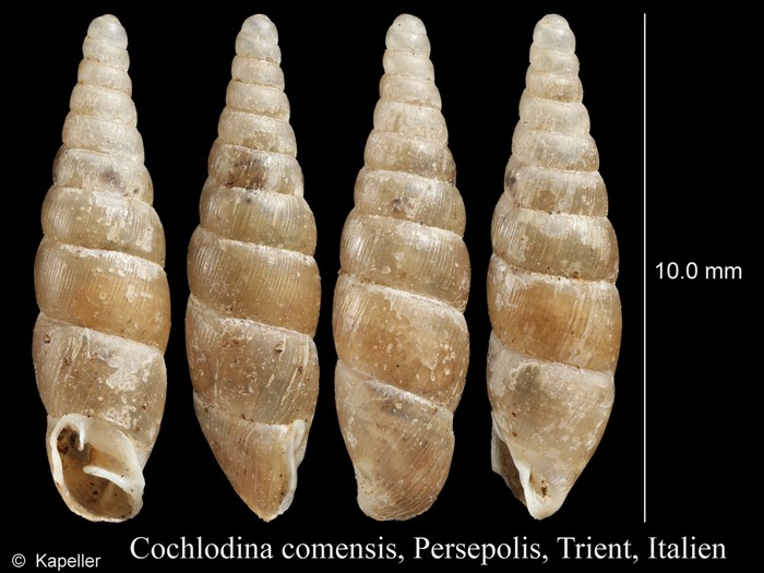 Cochlodina comensis