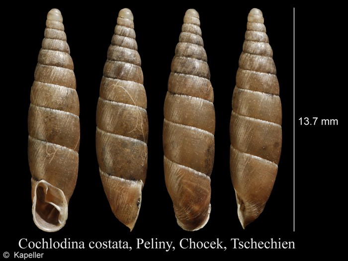 Cochlodina costata