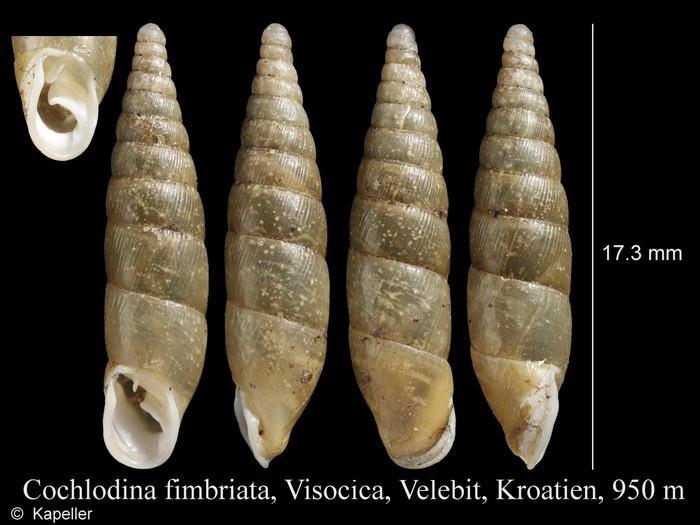 Cochlodina fimbriata Cochlodina fimbriata
