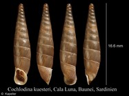 Cochlodina kuesteri