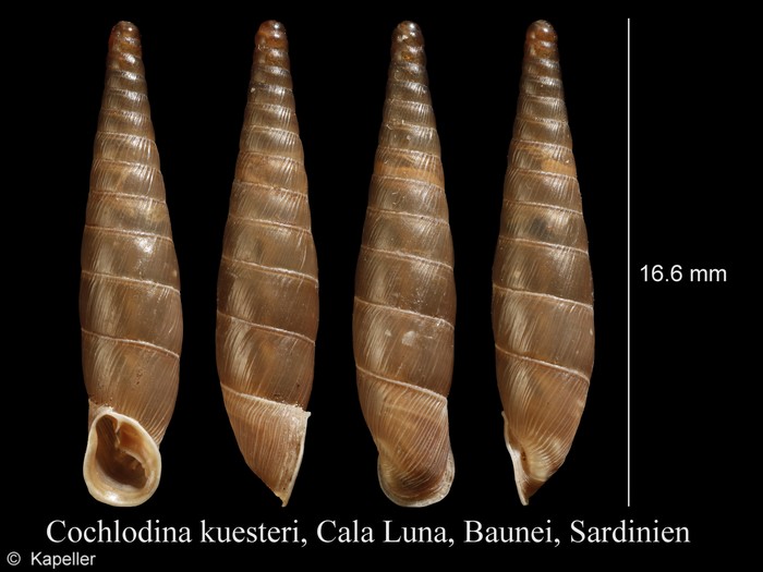 Cochlodina kuesteri Cochlodina kuesteri