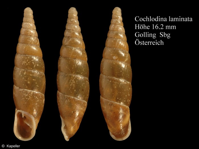 Cochlodina laminata