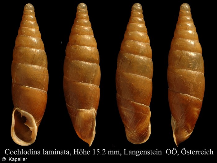 Cochlodina laminata Cochlodina laminata