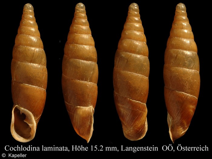 Cochlodina laminata