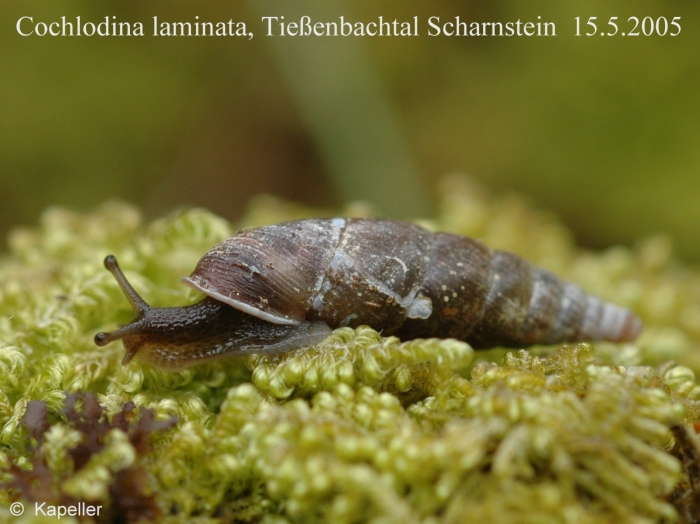 Cochlodina laminata