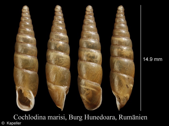 Cochlodina marisi Cochlodina marisi