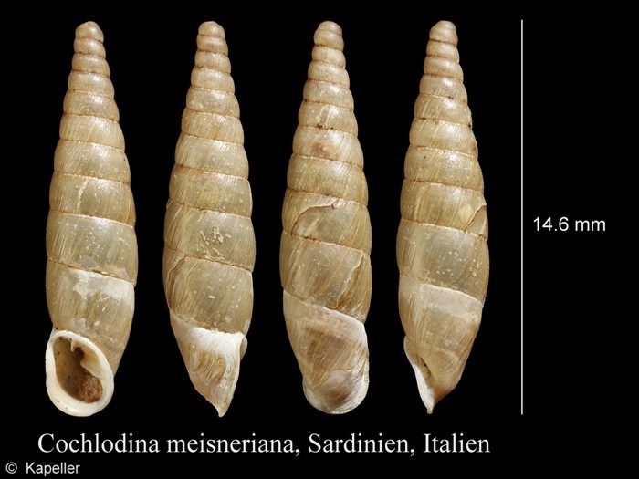 Cochlodina meisneriana Cochlodina meisneriana