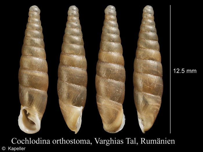 Cochlodina orthostoma