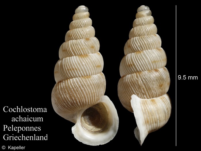 Cochlostoma achaicum Cochlostoma achaicum