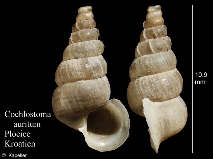 Cochlostoma auritum Cochlostoma auritum