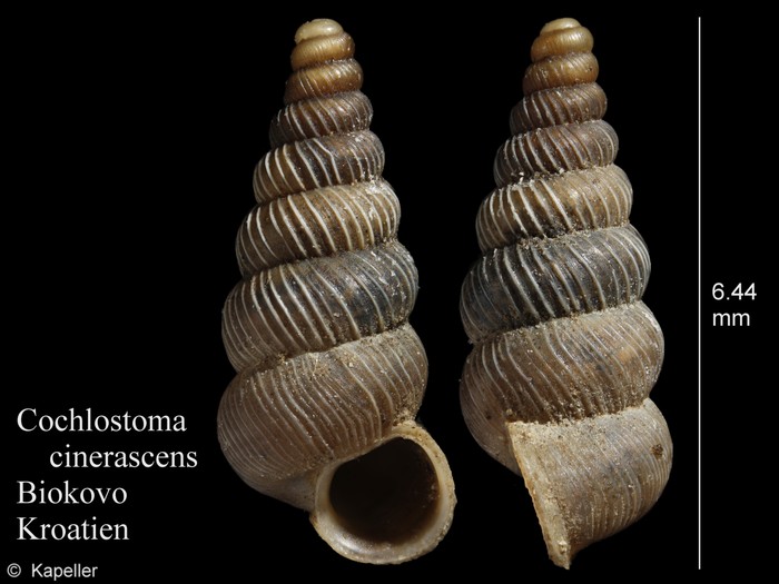 Cochlostoma cinerascens Cochlostoma cinerascens