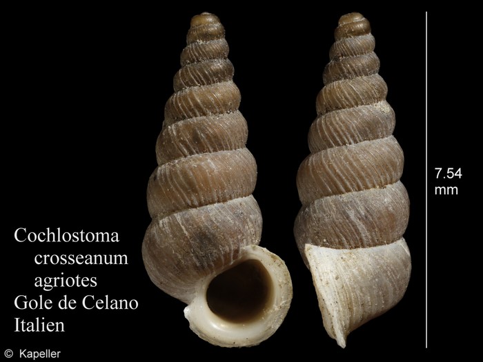 Cochlostoma crosseanum
