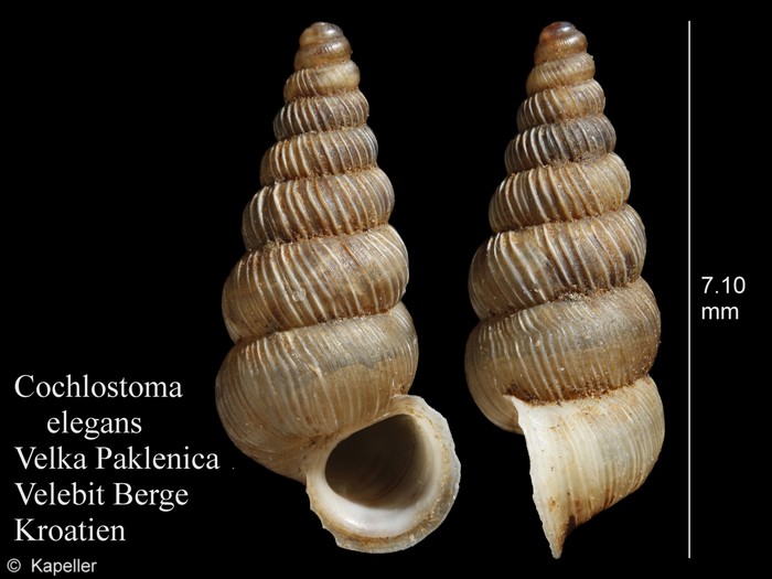 Cochlostoma elegans Cochlostoma elegans
