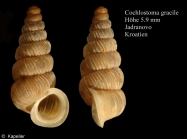 Cochlostoma gracile