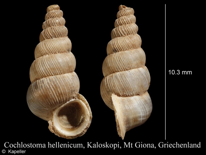 Cochlostoma hellenicum