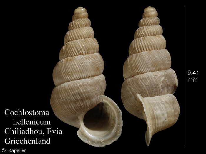 Cochlostoma hellenicum