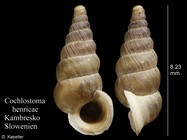 Cochlostoma henricae