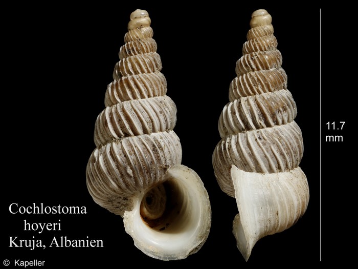 Cochlostoma hoyeri