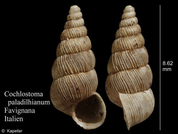 Cochlostoma paladilhianum