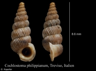 Cochlostoma philippianum