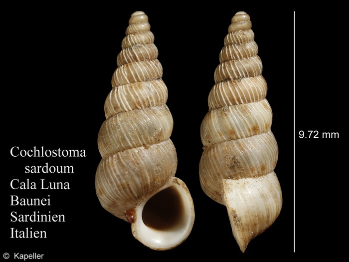 Cochlostoma sardoum