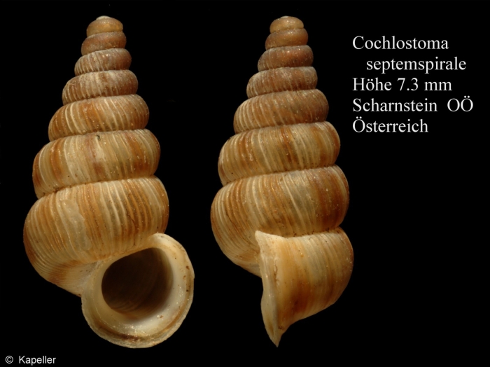 Cochlostoma septemspirale Cochlostoma septemspirale
