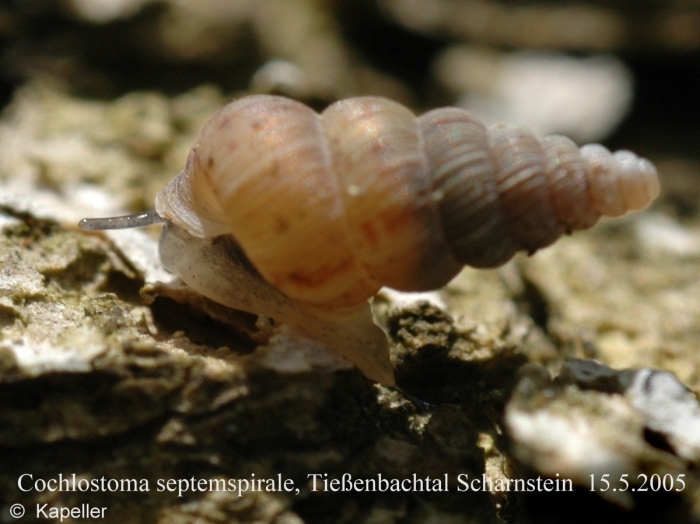 Cochlostoma septemspirale Cochlostoma septemspirale