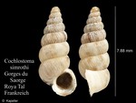 Cochlostoma simrothi