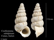 Cochlostoma subalpinum