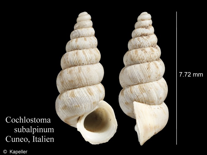 Cochlostoma subalpinum Cochlostoma subalpinum