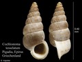 Mollusca (molluscs)