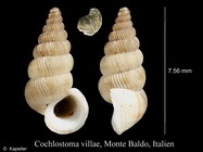 Cochlostoma villae