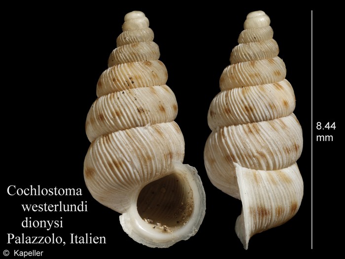 Cochlostoma westerlundi dionysi Cochlostoma westerlundi dionysi
