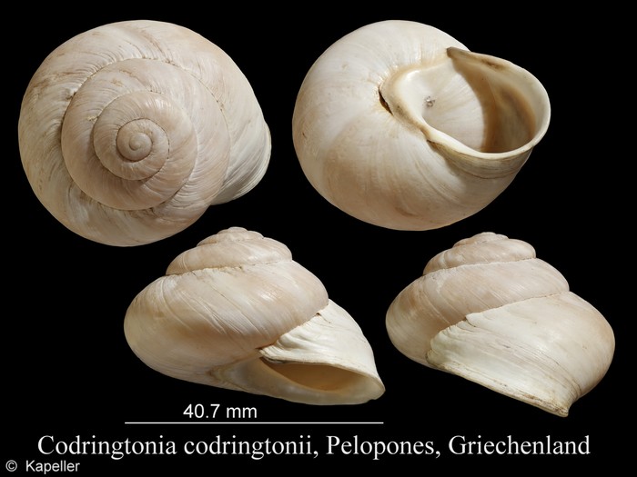 Codringtonia codringtonii