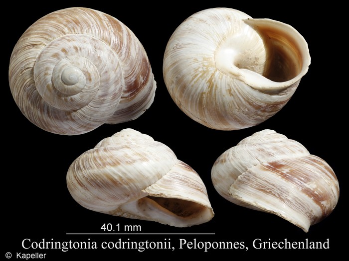 Codringtonia codringtonii