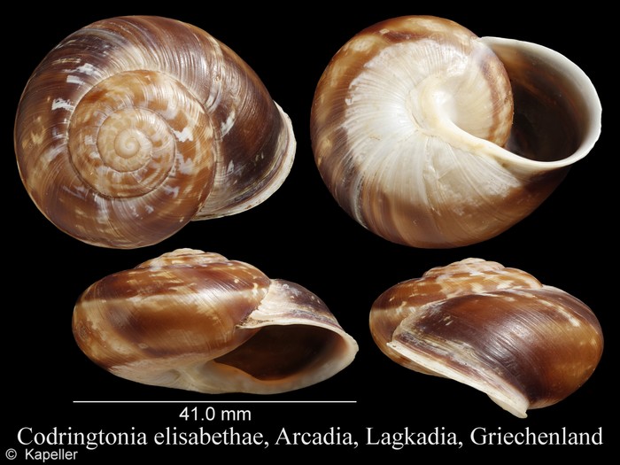 Codringtonia elisabethae