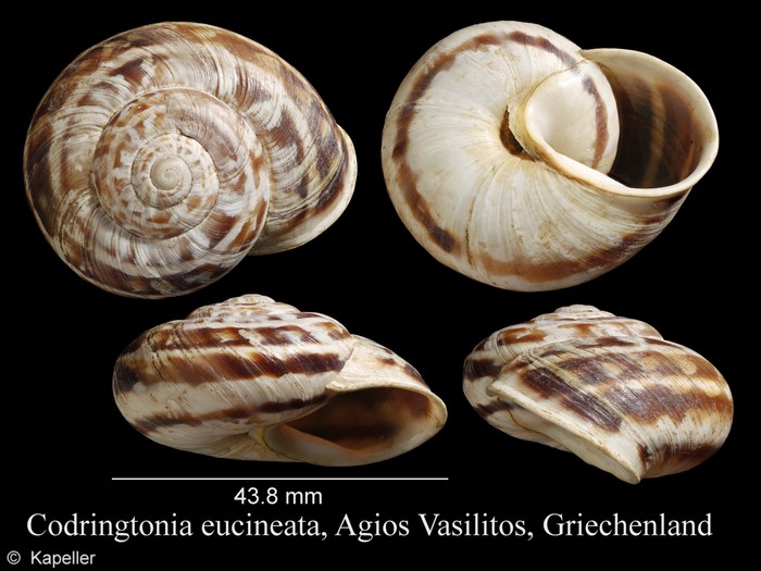 Codringtonia eucineta Codringtonia eucineta