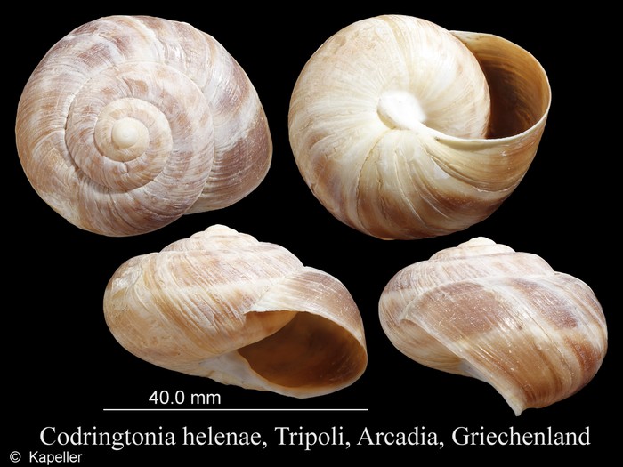 Codringtonia helenae Codringtonia helenae