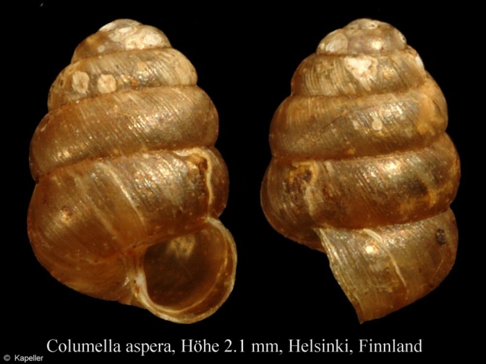 Columella aspera Columella aspera