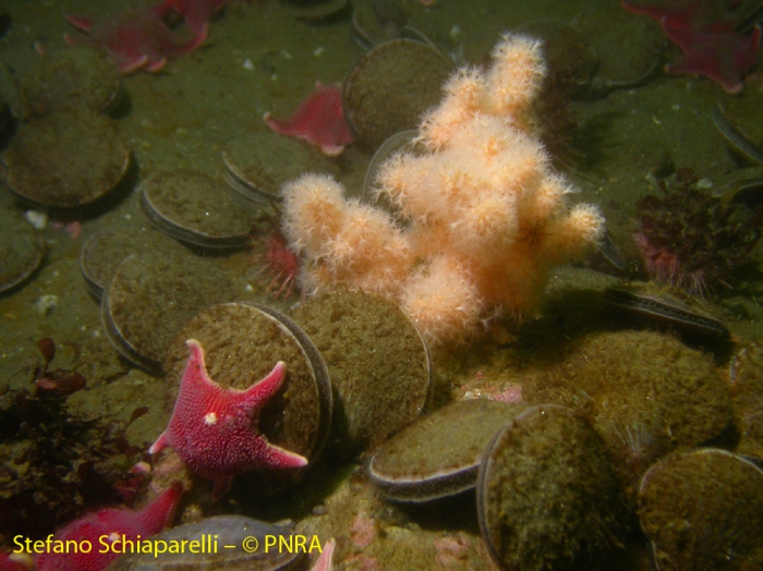 Alcyonium antarcticum 1 Alcyonium antarcticum 1