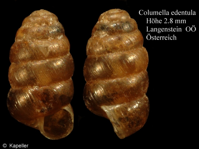 Columella edentula